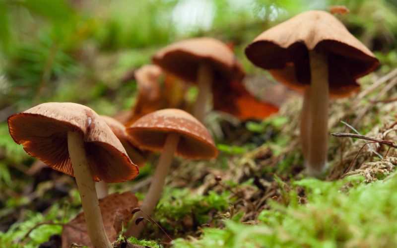 Hallucinogenic,Mushrooms,Grow,On,Green,Moss.,A,Group,Of,Psychotropic